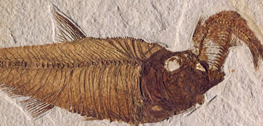 fish eating fish, NPS photo of Fossil Country Museum specimen